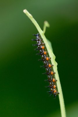 Caterpillar - Doleschallia bisaltide australis (Autumn Leaf)
