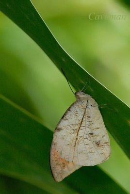 Hebomoia glaucippe aturia(Great Orange Tip)