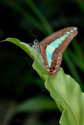 Graphium sarpedon luctatius(Common Bluebottle)