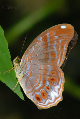 Terinos terpander robertsia (Royal Assyrian)