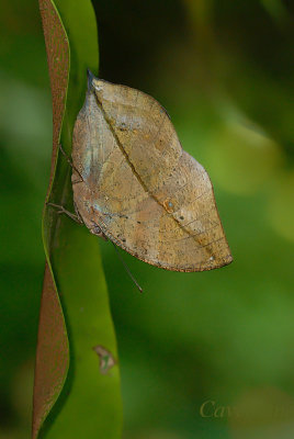 Kallima limborgii amplirufa  (The Leaf Butterfly)