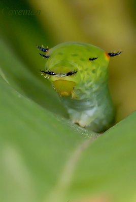 Caterpillar - Graphium agamemnon agamemnon (Tailed Jay) - 4th instar