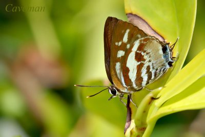 Iraota rochana boswelliana (Scarce Silverstreak)