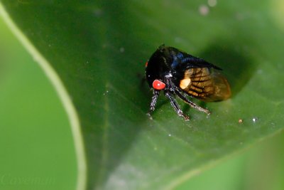 leaf hopper