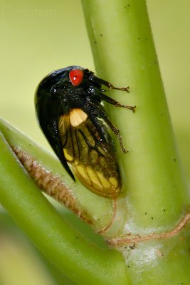 leaf hopper