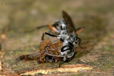 wasp