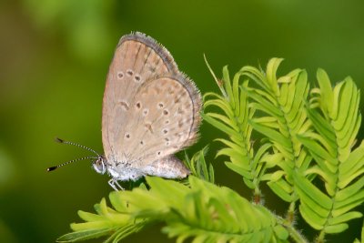 Zizina otis lampa (Lesser Grass Blue)