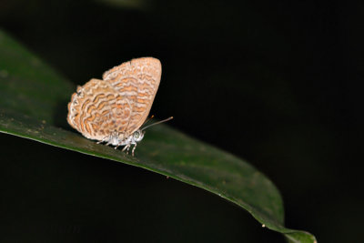 Poritia sumatrae sumatrae (Sumatran Gem)