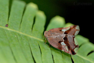 Ricaniidae