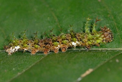 Caterpillar