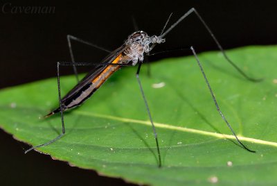 crane fly