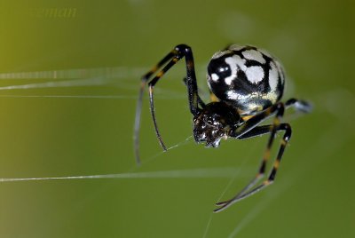 Pear-Shaped Leucauge(Opadometa fastigata)