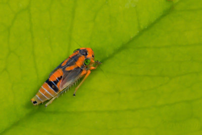 leaf hopper
