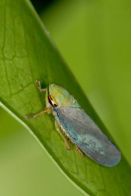leaf hopper