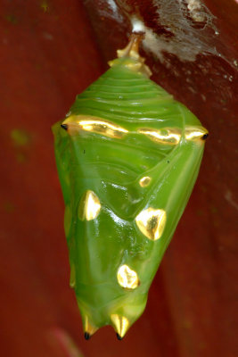 Pupa - Tanaecia iapis puseda (Horsfield's Baron)