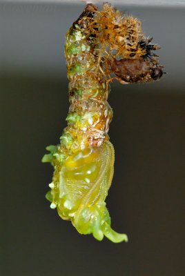 pupa