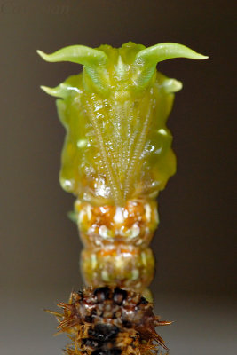 pupa