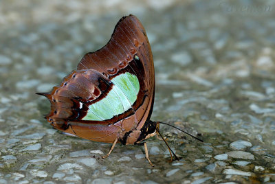 Polyura hebe chersonesus