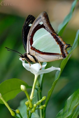 Polyura jalysus jalysus (Indian Nawab)