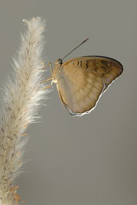 Tanaecia iapis puseda (Horsfield's Baron) - Male