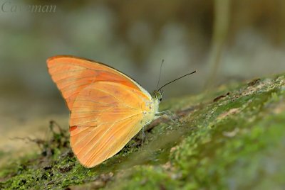 Appias nero figulna(Orange Albatross)