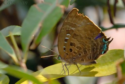 Arhopala centaurus nakula (Centaur Oak Blue)