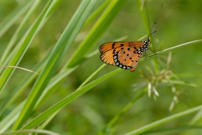 Acraea violae(Tawny Coster)