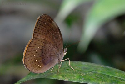 Faunis canens arcesilas (Common Faun)