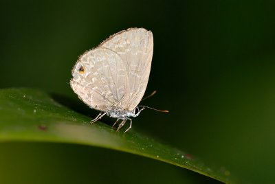 Anthene emolus goberus (Ciliate Blue)