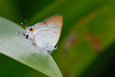 Hypolycaena erylus teatus(Common Tit)