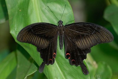 Papilio Princeps helenus helenus