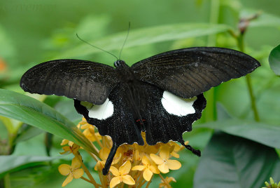 Papilio Princeps iswara iswara