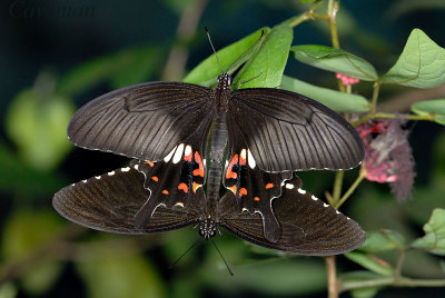 Papilio Princeps polytes romutus
