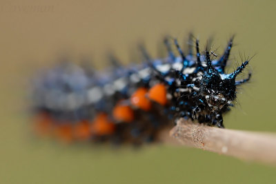 Caterpillar - Doleschallia bisaltide (Autumn Leaf)