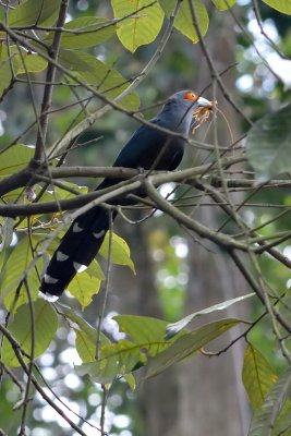 Phaenicophaeus sumatranus (Chestnut-bellied Malkoha)