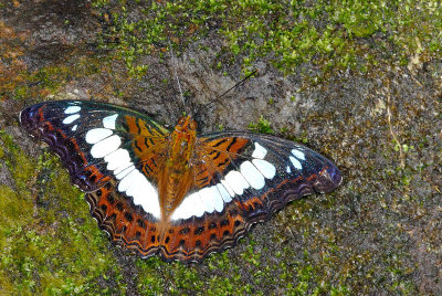 Moduza procris milonia