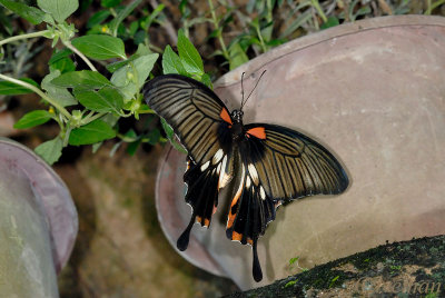 Papilio memnon agenor(Great Mormon) - Female