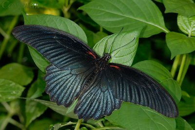 Papilio memnon agenor(Great Mormon) - Male