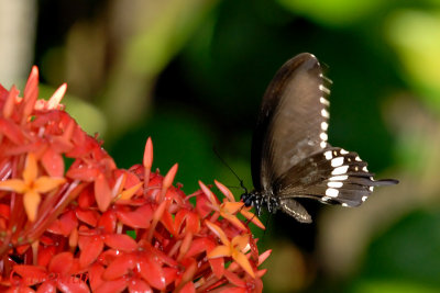 Papilio polytes romulus(Common Mormon) - male