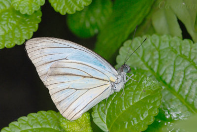 Pareronia valeria lutescens