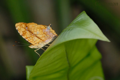 Symbrenthia lilaea luciana(Common Jester)