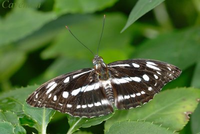 Athyma asura idita