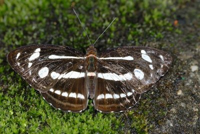 Athyma pravara helma