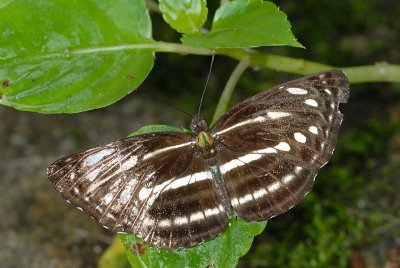 Neptis nata gononata