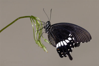 Papilio polytes romulus(Common Mormon)