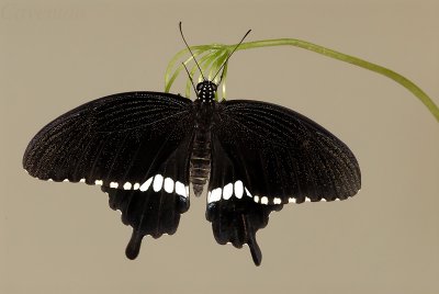 Papilio polytes romulus(Common Mormon)