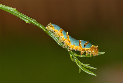 Caterpillar - Papilio demolion demolion(Banded Swallowtail)