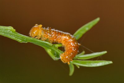 Caterpillar - Papilio demolion demolion (Banded Swallowtail)