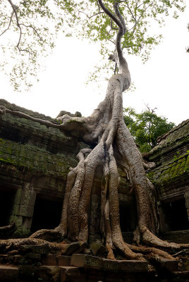 Ta Prohm