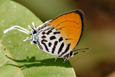 Drupadia ravindra moorei (Common Posy)